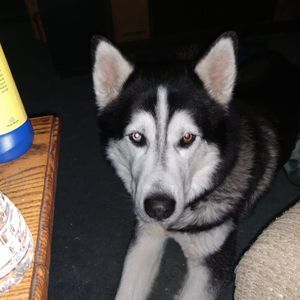 Meet your Posher, Paul c